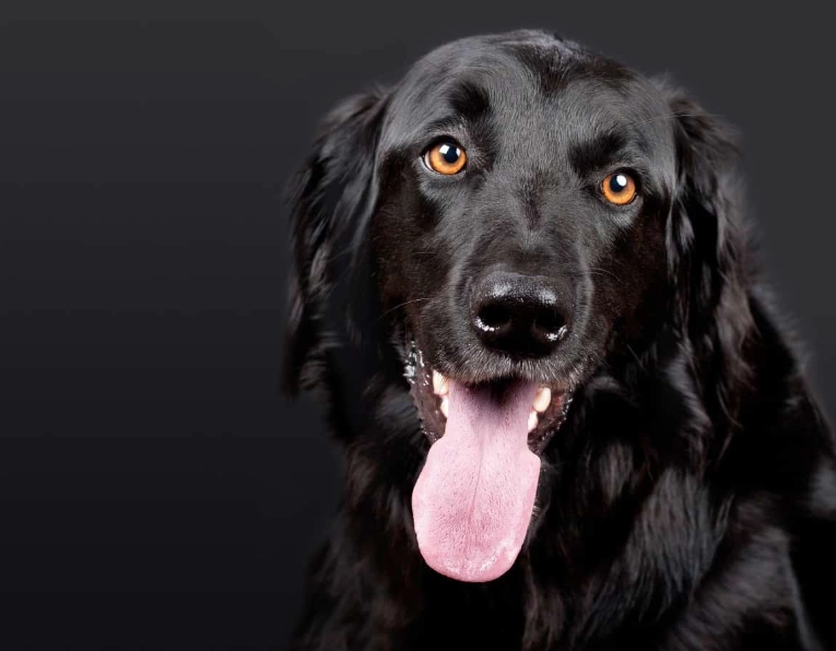 is a black dog dream good or bad