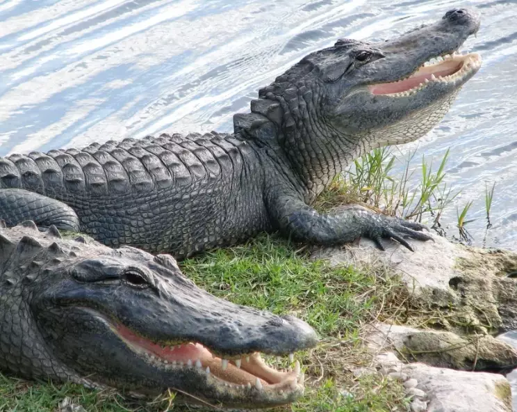 what does dreaming of an alligator mean