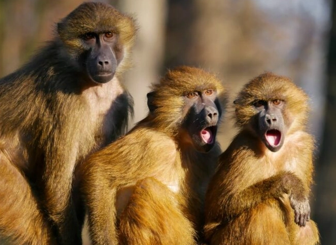 monkey dream meaning monkey dream meaning