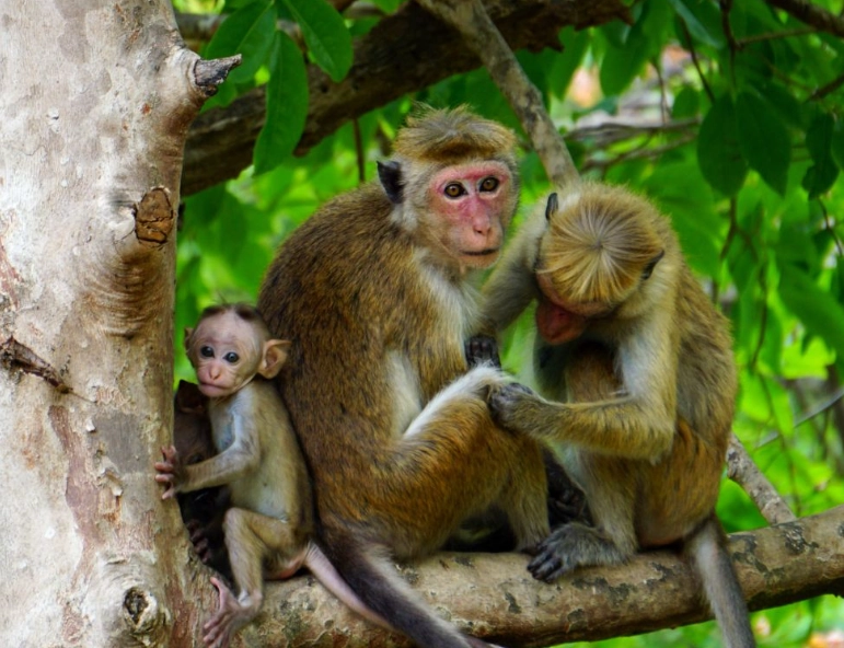 dream interpretation dream interpretation