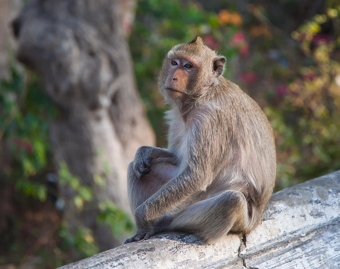 spiritual meaning of monkeys spiritual meaning of monkeys