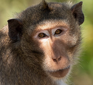 dream interpretation dream interpretation