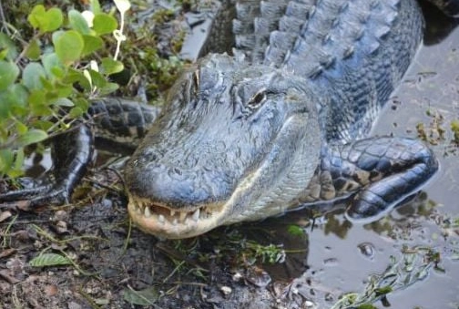 dream dictionary alligator