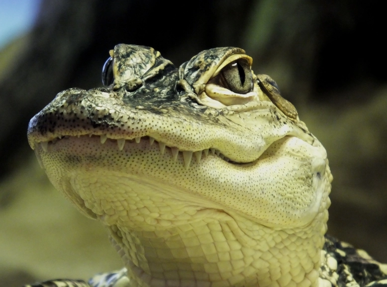 crocodile dream interpretation crocodile dream interpretation