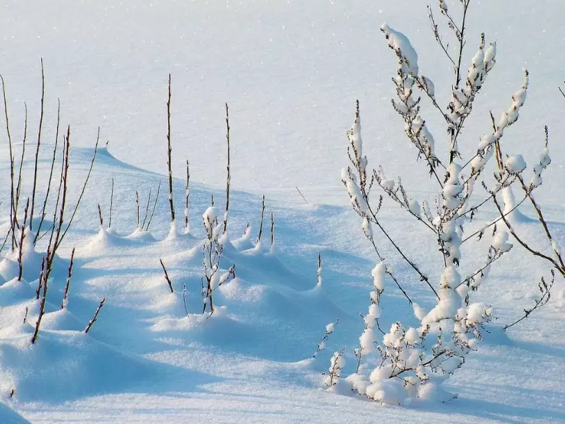 snow dream meaning snow dream meaning