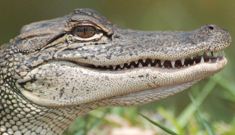 crocodile dream interpretation crocodile dream interpretation