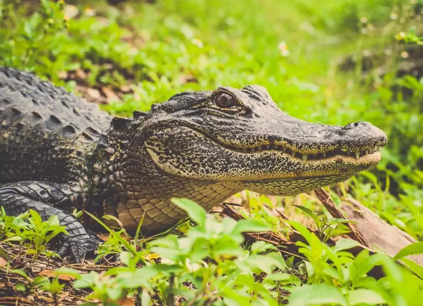 dream about alligators