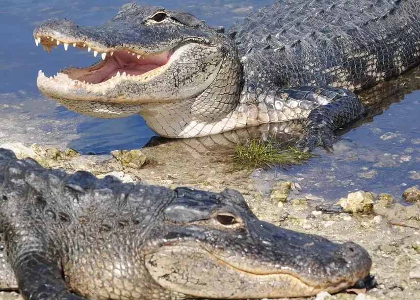 alligator dream meaning alligator dream meaning