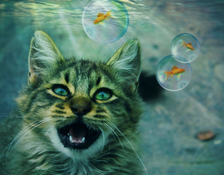 cat dream interpretation