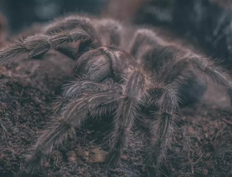 spider dream meaning