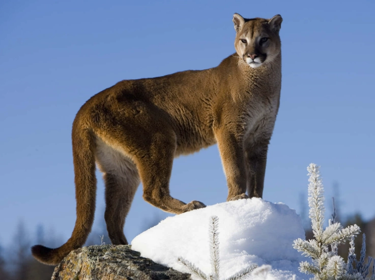 spiritual meaning of mountain lion dream