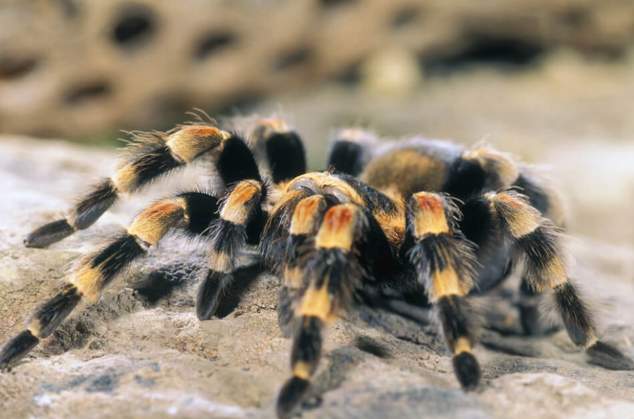 dreams about tarantulas