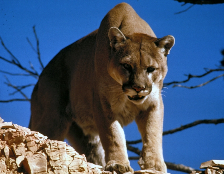 dream about mountain lion