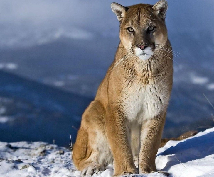 spiritual meaning of mountain lion dream