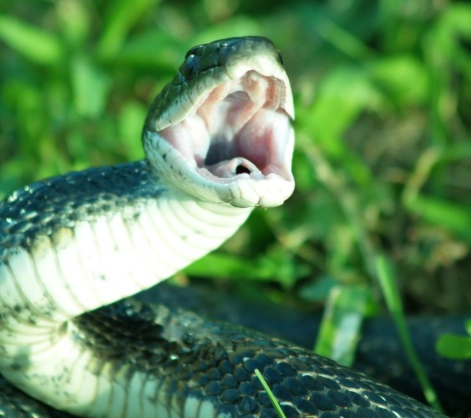 snake bite dream meaning