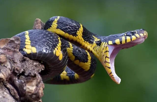 snake bite dream meaning