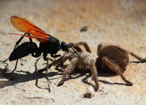 tarantula dream interpretation