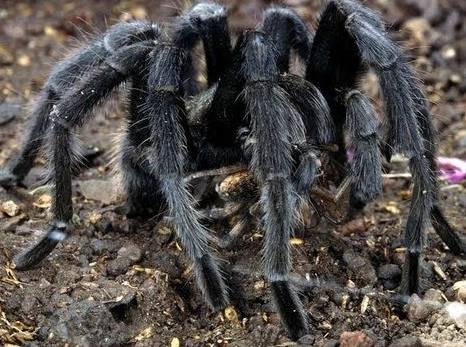 tarantula dream interpretation