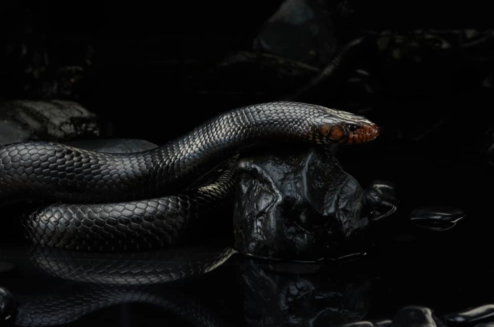 dream interpretation dream interpretation