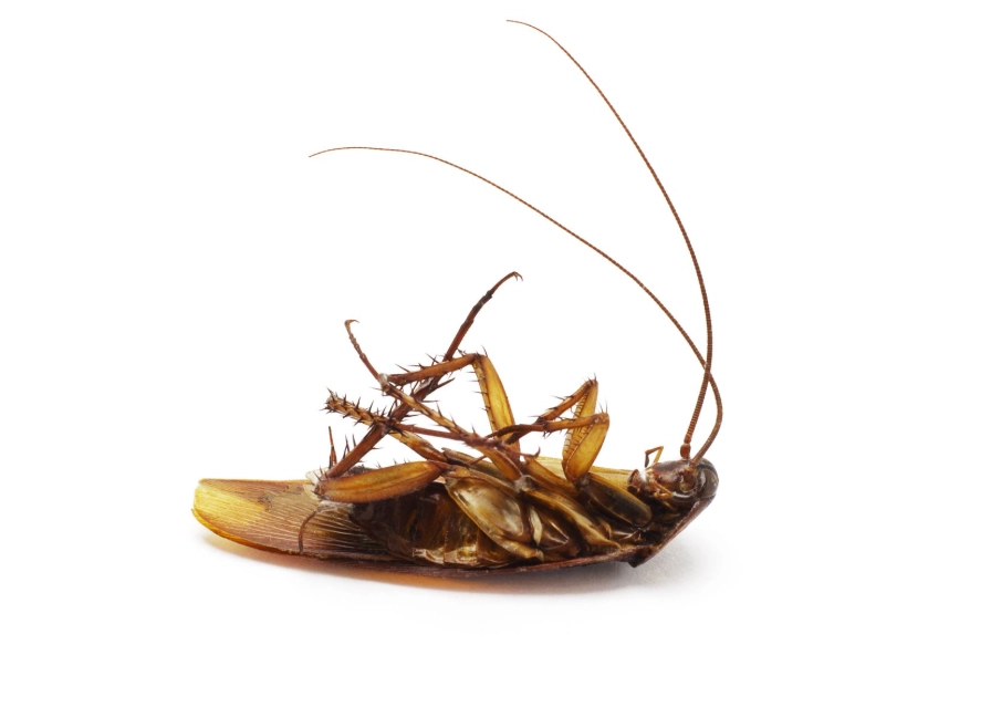 what does dreaming of cockroaches mean