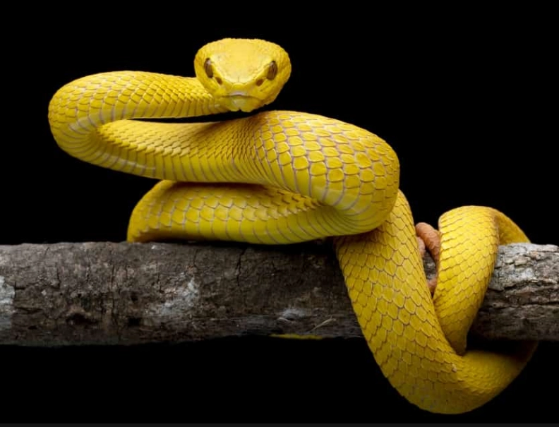 dream about yellow snake