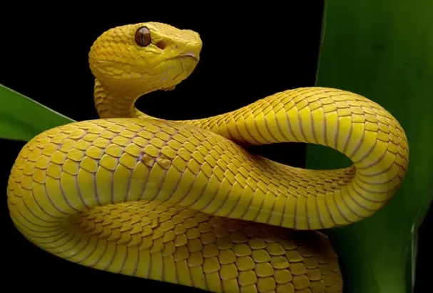 dream about yellow snake