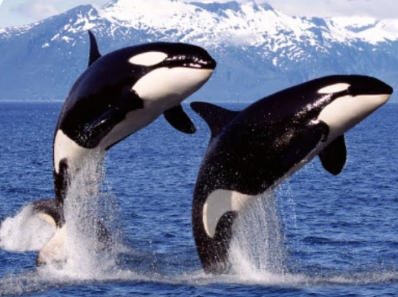 orca dream meaning