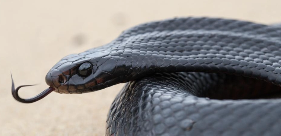 black snake dream