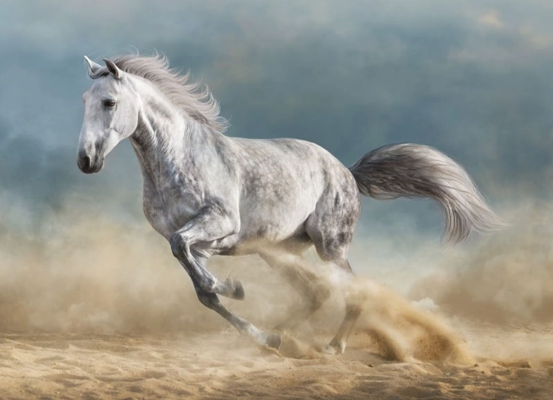 spiritual meaning of horses in dreams spiritual meaning of horses in dreams