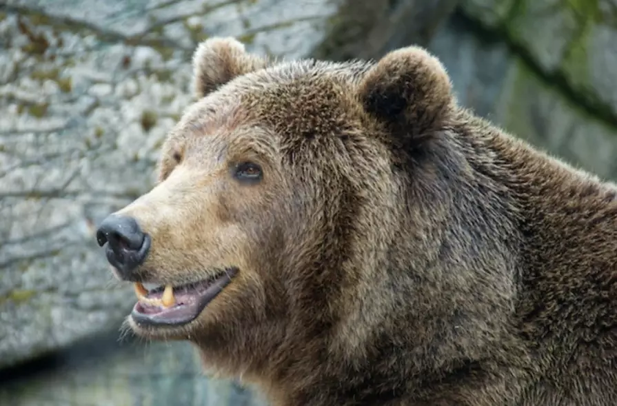 what does a bear dream mean