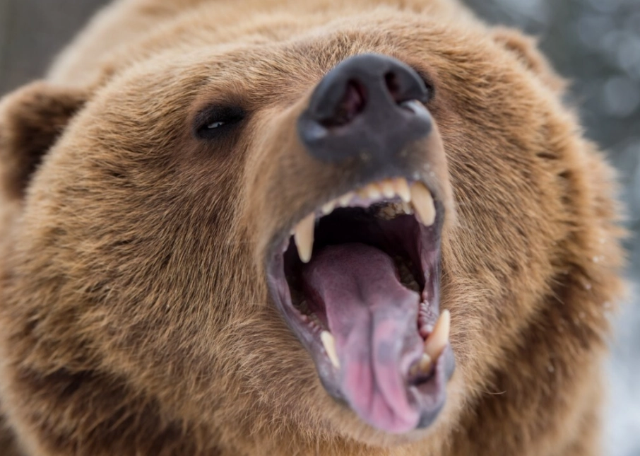 dream about bear attack