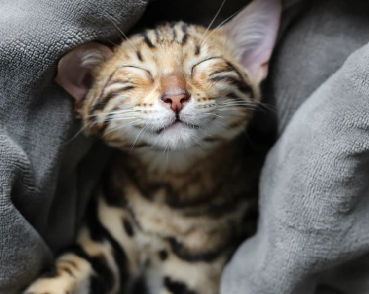 spiritual meaning of cats in dreams