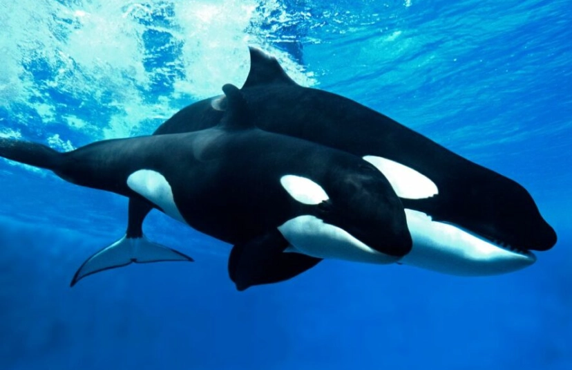 killer whale dream interpretation killer whale dream interpretation