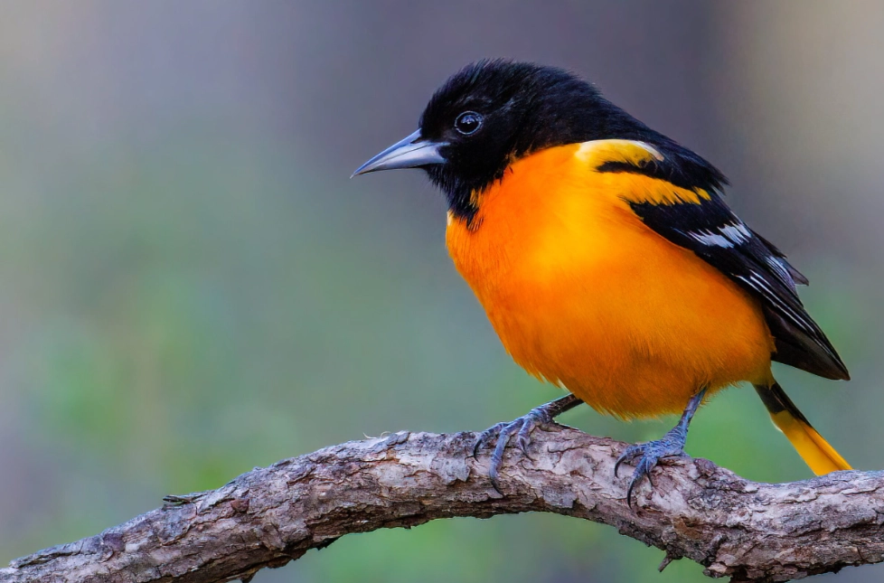 oriole meaning