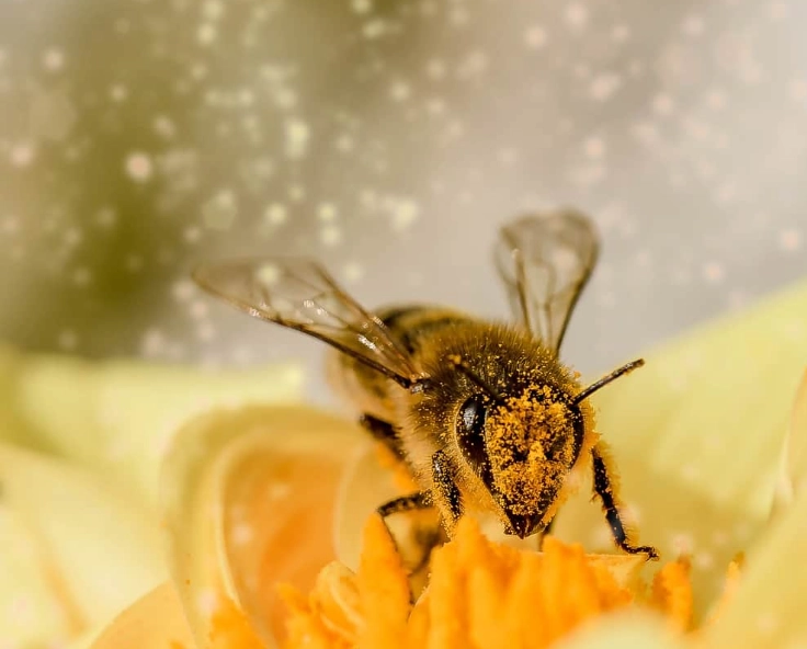 bee symbolism in dreams