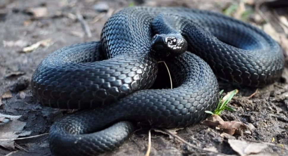 black snake dream meaning black snake dream meaning