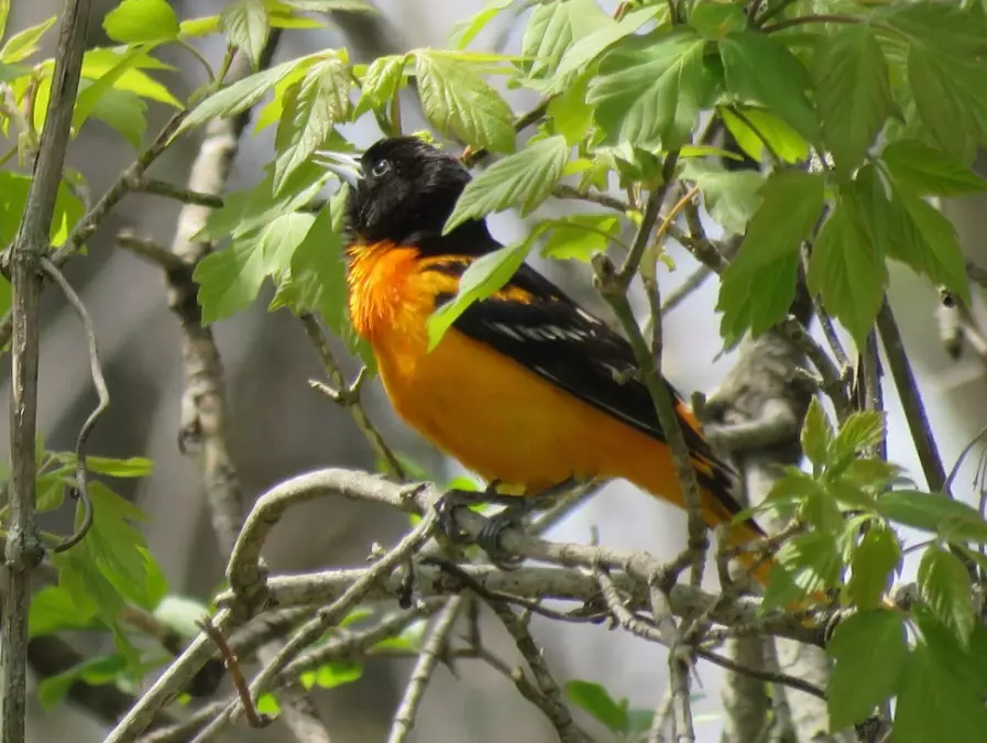 oriole spiritual meaning
