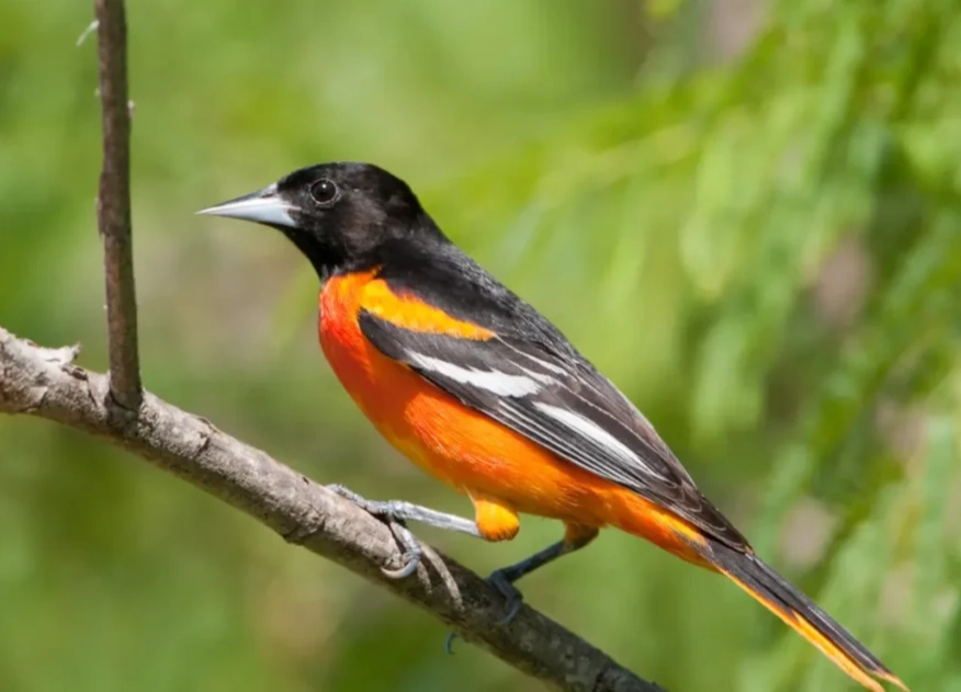 oriole spiritual meaning