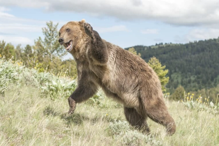 dream of bear attacking