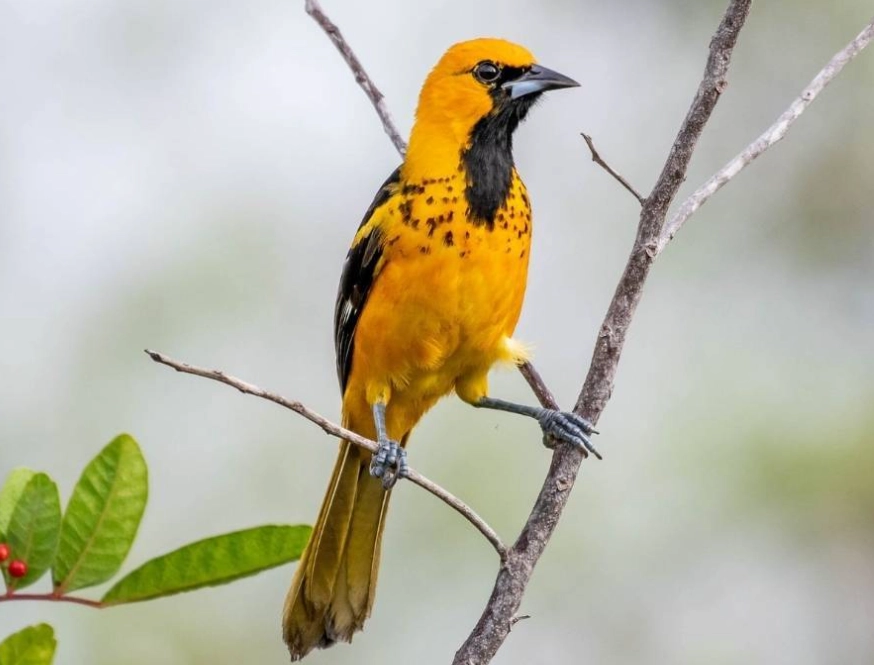 oriole symbolism