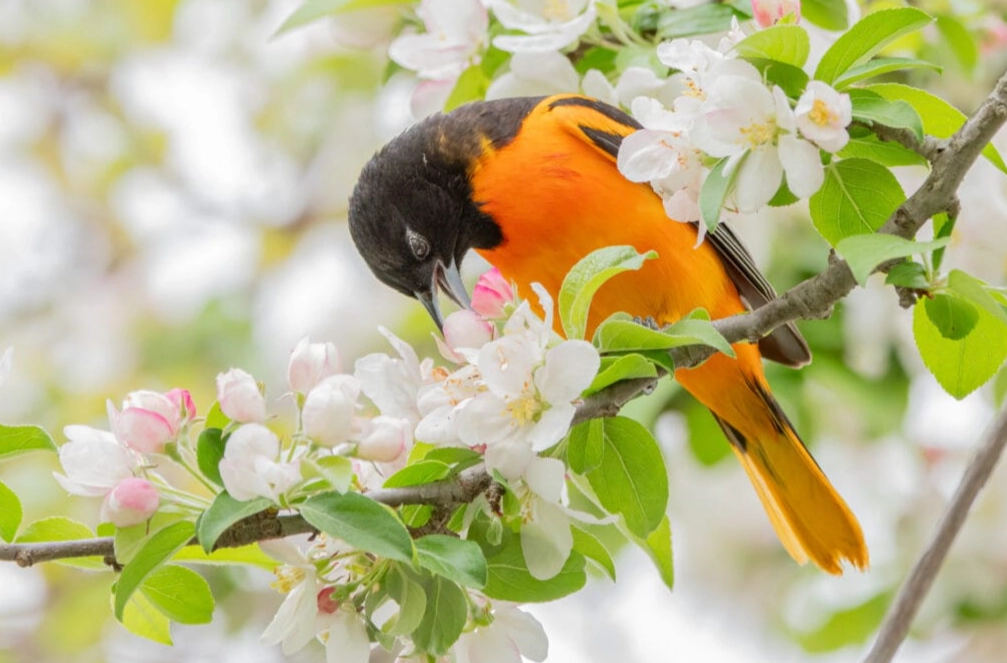 oriole bird meaning