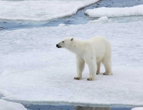 dream about polar bear