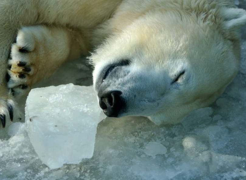 polar bear dream interpretation
