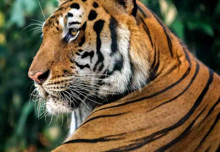 tiger dream interpretation