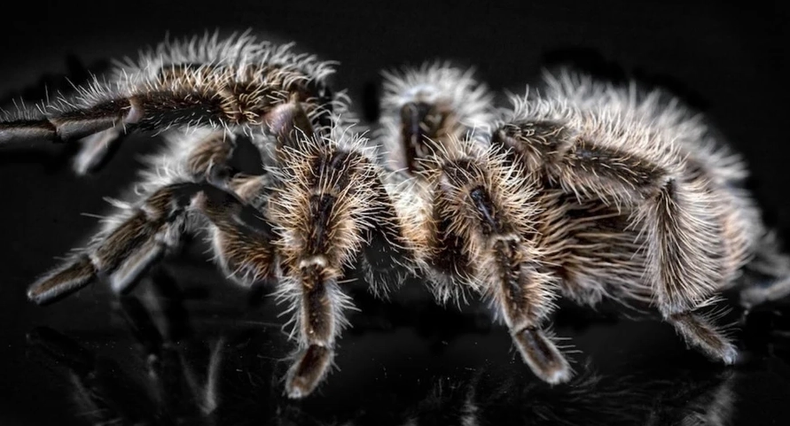 tarantula dream meaning