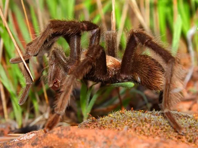 spider dream interpretation