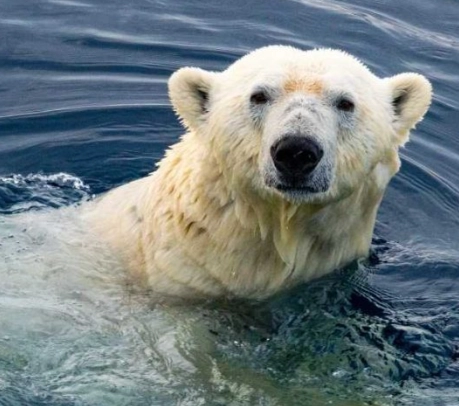 polar bear dream meaning