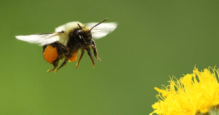 spiritual meaning of bee dream