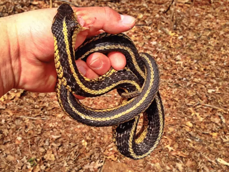 snake bite dream meaning