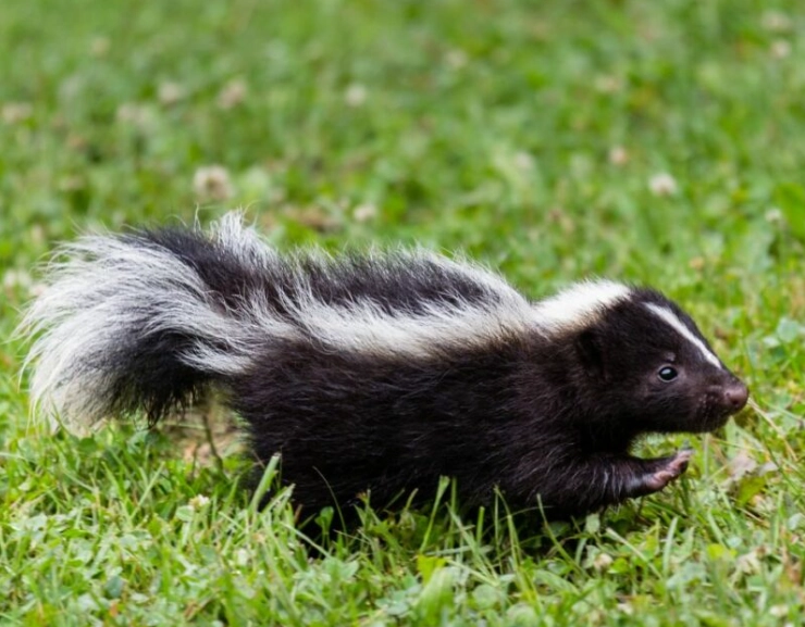 dreaming of a skunk dreaming of a skunk